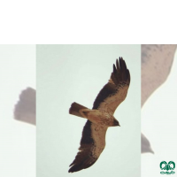 گونه سارگپه پرپا Rough-legged Buzzard